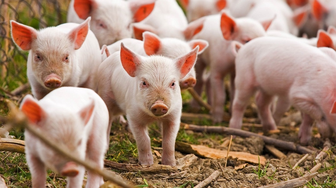 The number of poultry, cattle, sheep, goats and pigs is decreasing in Ukraine