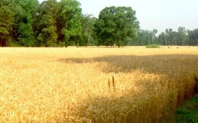 В Молдові очікують зменшення врожаю пшениці на 30 %