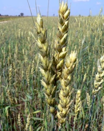 The increase in forecast production lowers the price of wheat