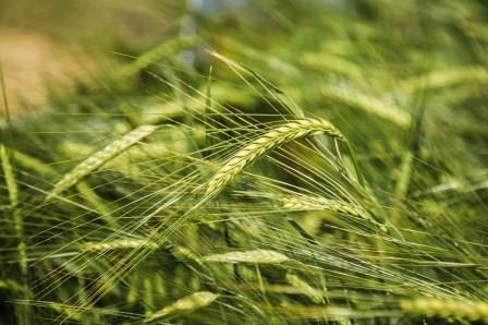 Jordan purchased barley at a tender for $65/t more than in July