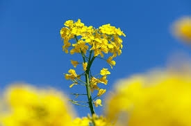 In 2024/25, Ukraine has already exported 80% of the projected volume of rapeseed
