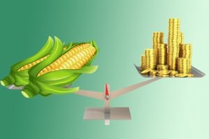 На фоні несприятливих погодних умов росте ціна на кукурудзу