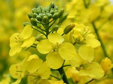 Prices for rapeseed growing