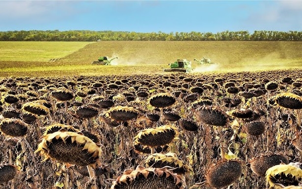 Current sunflower prices make its processing unprofitable