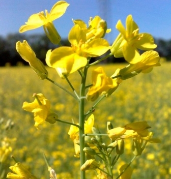 The increase in yield forecast of oil to the EU pressure on prices for new crop of rapeseeds