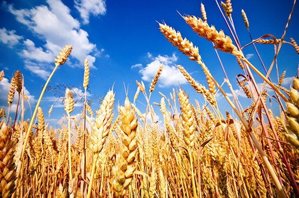 ЄС: в 2015/2016 МР виробництво та експорт м’якої пшениці суттєво знизиться