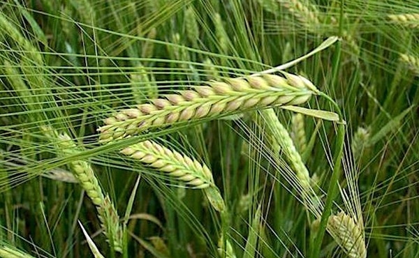 Purchase prices for barley in Ukraine stopped falling