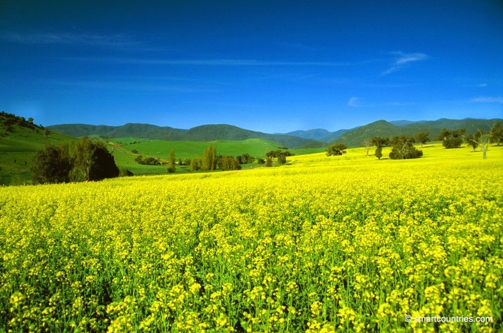 Strategie Grains experts raised the forecast for the EU rapeseed harvest to 20 million tons