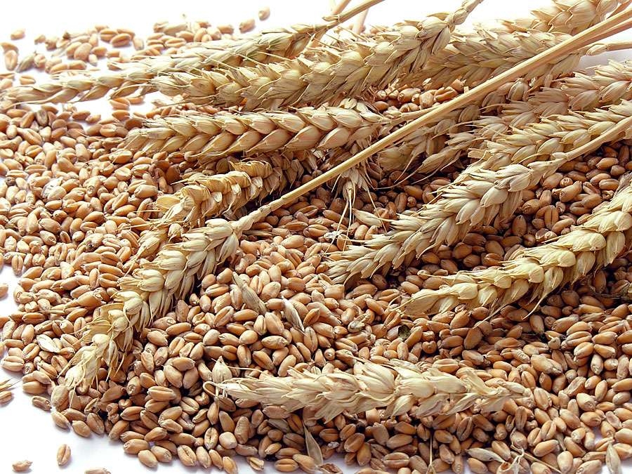 Wheat markets in anticipation of harvesting in major exporting countries
