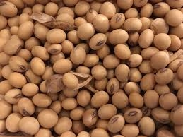 Record export of Ukrainian soybeans in January 2023