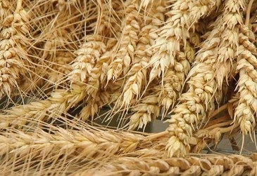 Активний попит штовхає ціни на пшеницю догори