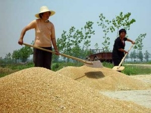 Китай скорочує закупівлю пшениці, проте імпортує більше кукурудзи, сої та ячменю