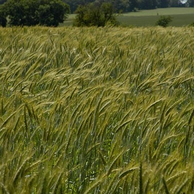 В Україні на початок квітня яровими зерновими та зернобобовими засіяно 67% від запланованих площ