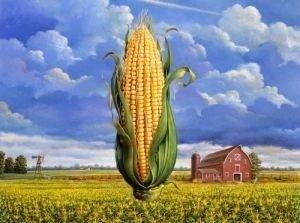 Forecasts of corn production are rising - prices are falling
