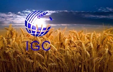 Експерти IGC знизили прогноз світового виробництва та перехідних запасів зерна