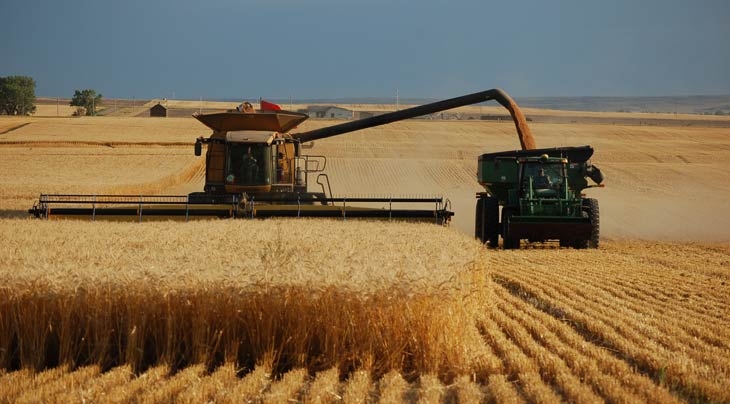 Пшениця в США завершила тиждень з різнобічною динамікою цін