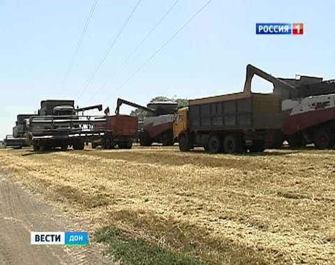 Росія може в 2015 році зібрати пшениці менше, ніж планувалося