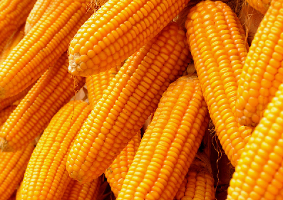 Значно зменшено прогноз світового виробництва кукурудзи у сезоні 2015/16 МР