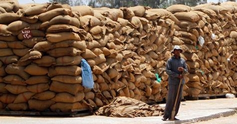 Єгипет придбав на тендері 300 тн пшениці по наднизькій ціні