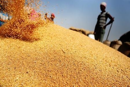 Єгипетський скандал тисне на ринок європейської пшениці