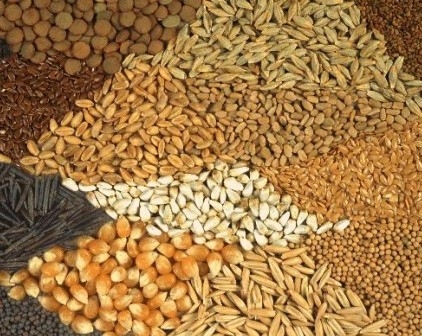 Ціни на зерно продовжують знижуватися під впливом хорошого урожаю