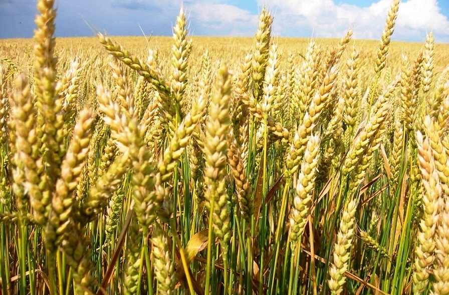 Precipitation in the United States, Argentina and Russia did not dampen wheat prices