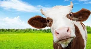 Поголів'я корів в Україні продовжує скорочуватись, при чому найбільше – у господарствах населення
