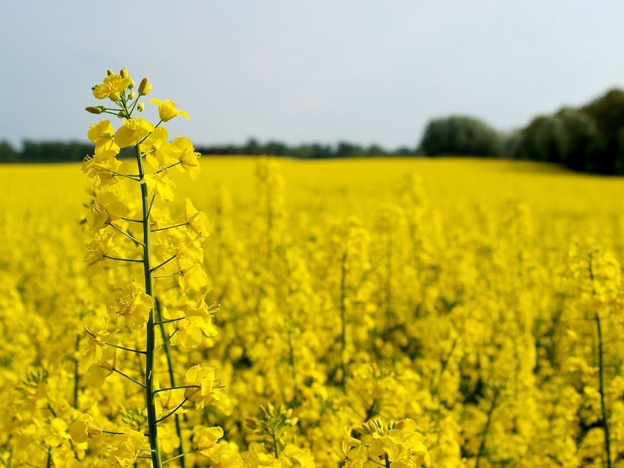 Агенція Strategie Grains втретє знизила прогноз урожаю олійних в ЄС, але це не вплинуло на ціни на ріпак