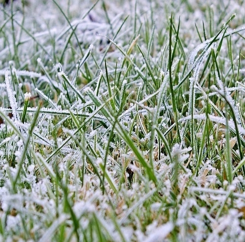 The reduction in sowing areas of winter wheat in the EU almost does not reduce the crop in the new season