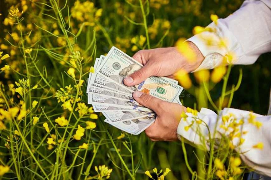 Виробництво ріпаку в Індії знову перевищить виробництво сої – FAS USDA