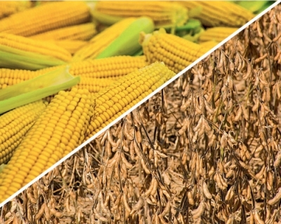 В очікуванні звіту USDA ціни на сою  та кукурудзу падають