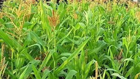 Кукуруза дорожает в преддверии выхода отчета USDA