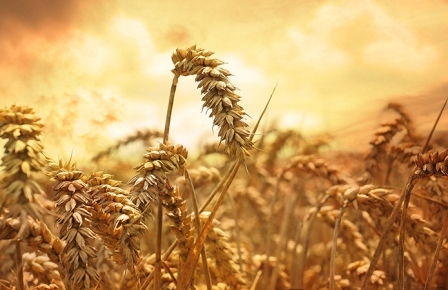 Якість пшениці в Німеччині та Великобританії доволі висока