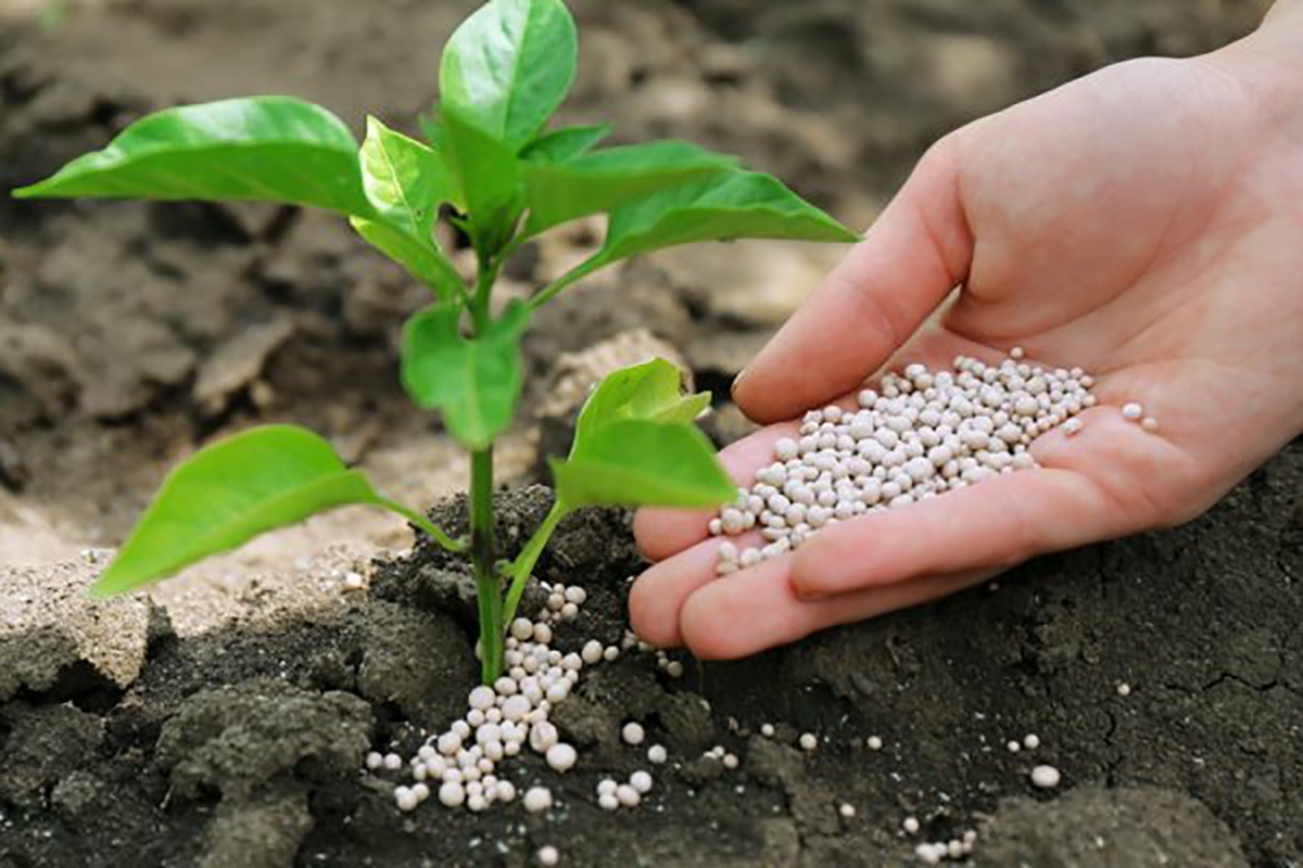Mineral fertilizers continue to rise in price on world markets 