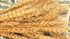 Пшениця на світових біржах продовжує дорожчати