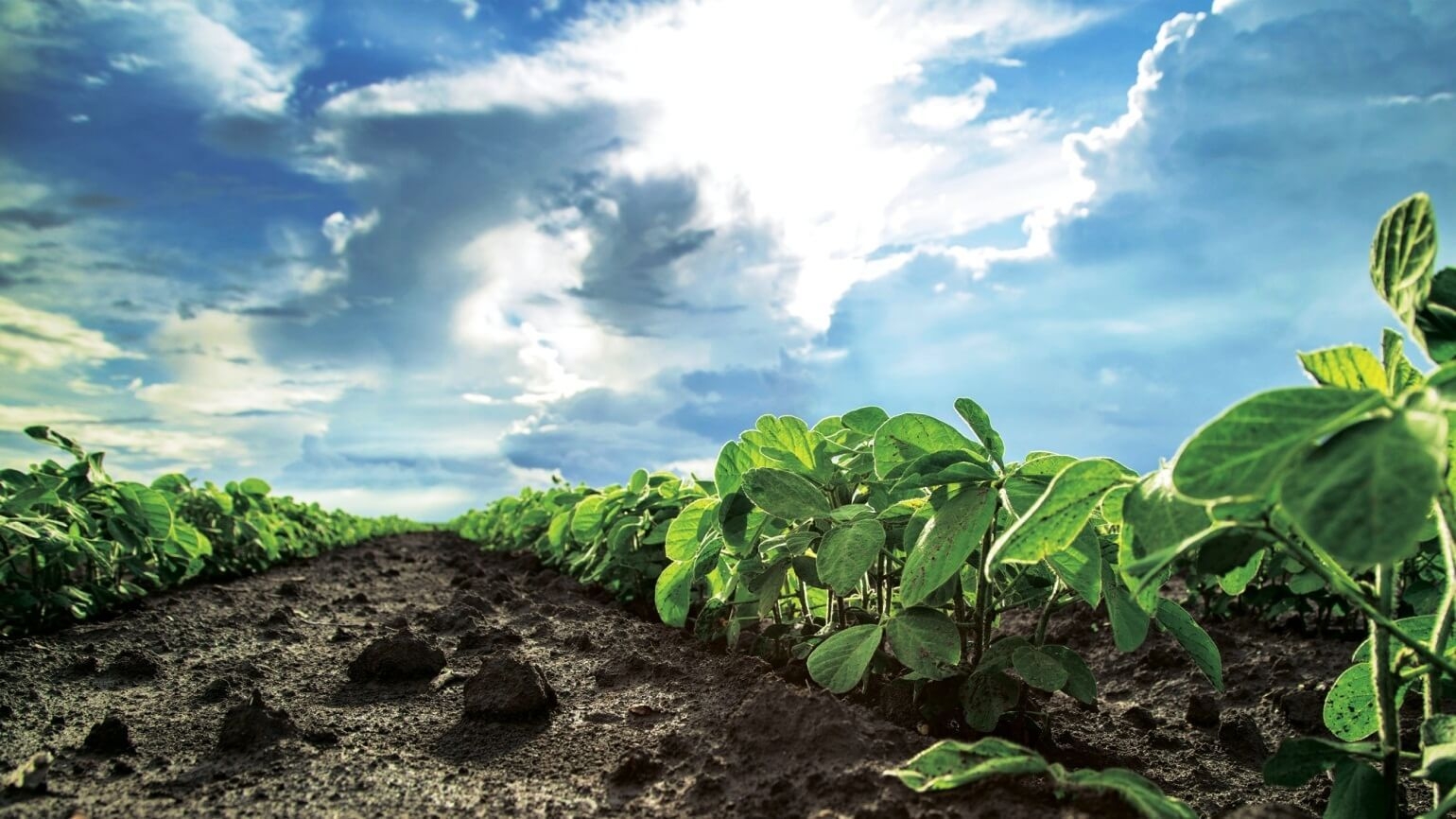 Despite the drought, Ukraine can harvest a record soybean crop - ASAP Agri believes