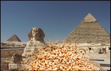 Єгипет закупив на тендері пшеницю українського та російського походження