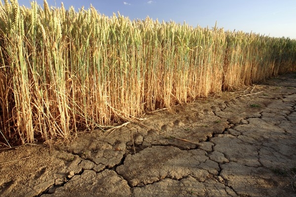 Dry conditions in Russia and the United States continue to push wheat prices up