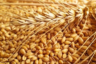 Цьогорічний врожай пшениці в ЄС перевищив історичний максимум