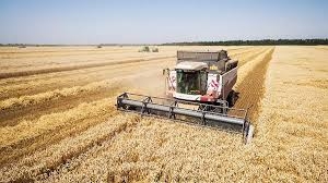 Українські фермери завершують збирання пшениці, ячменю, гороху та ріпаку, а темпи експорту різко знизились