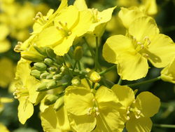 Oil World forecasts global rapeseed production