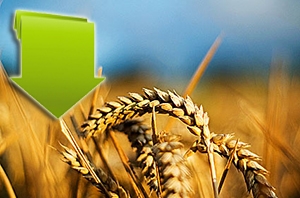 Четверту добу поспіль американська пшениця продовжує падіння