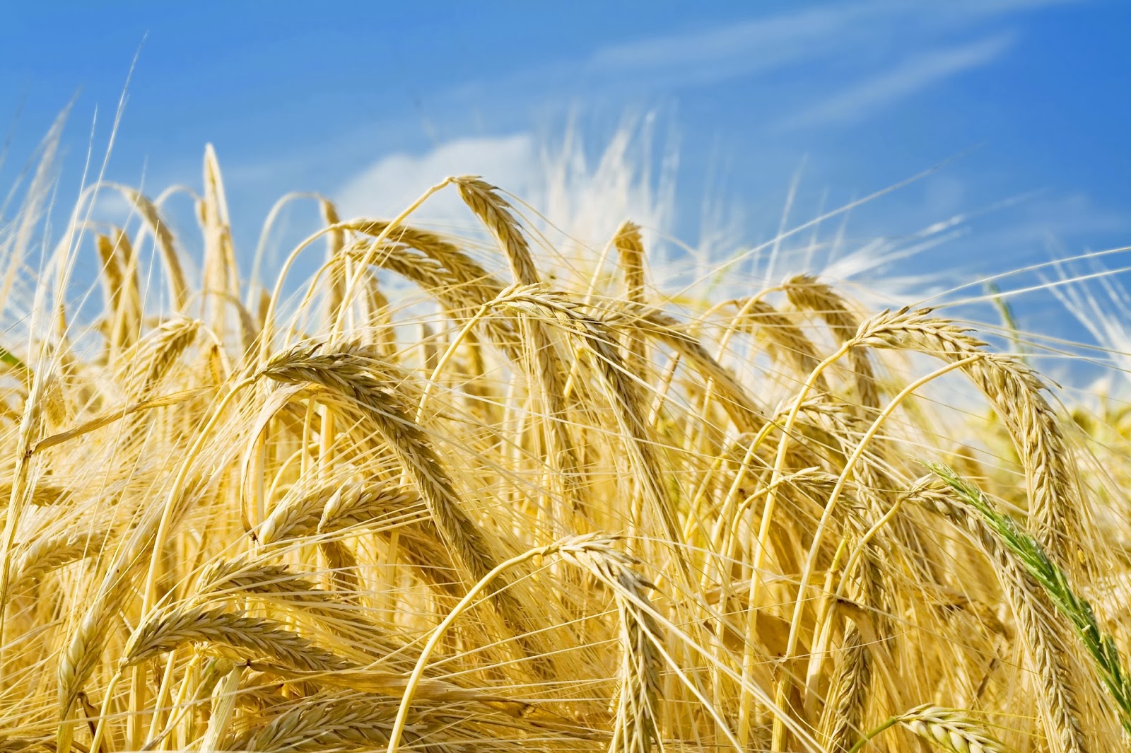 The situation on the world barley market is deteriorating