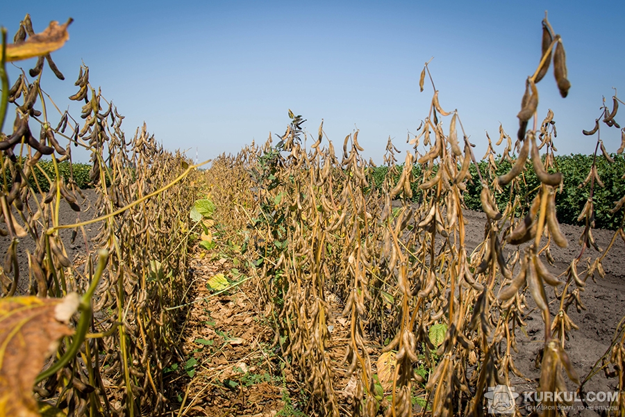 Волога та холодна погода не дозволяє завершити збирання соняшнику та сої в Україні