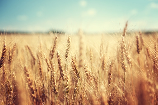 Ринок американської пшениці розвернувся донизу