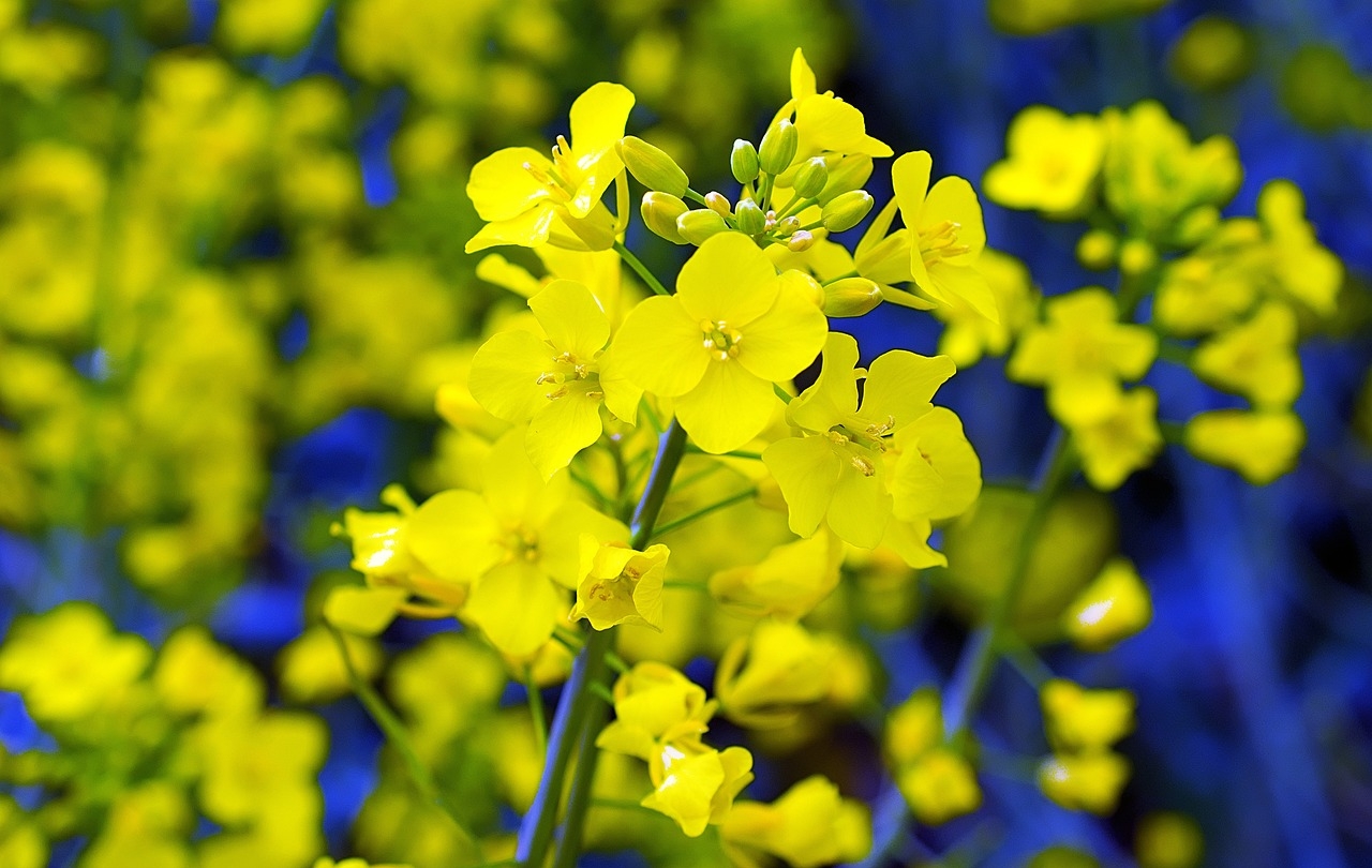 Експортери та переробники України збільшили попит на ріпак, тому фермерам потрібно прискорити продажі, оскільки біржові котирування залишаються під тиском  