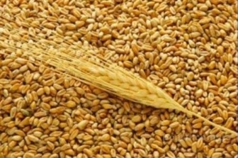Європейська пшениця: четвергові торги завершились ростом цін
