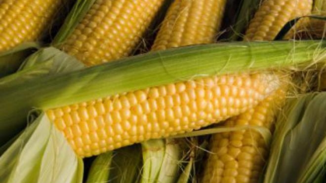 Forecasts of frost in Brazil and heat in the United States kept corn prices from falling 
