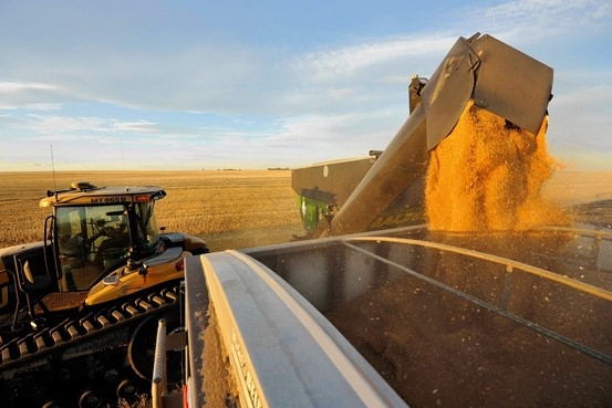 Котирування пшениці в США та Європі зросли