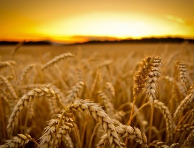 On the background of the uncertainty of the wheat crop in Europe is cheaper
